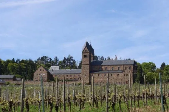 縦仕立てのブドウ